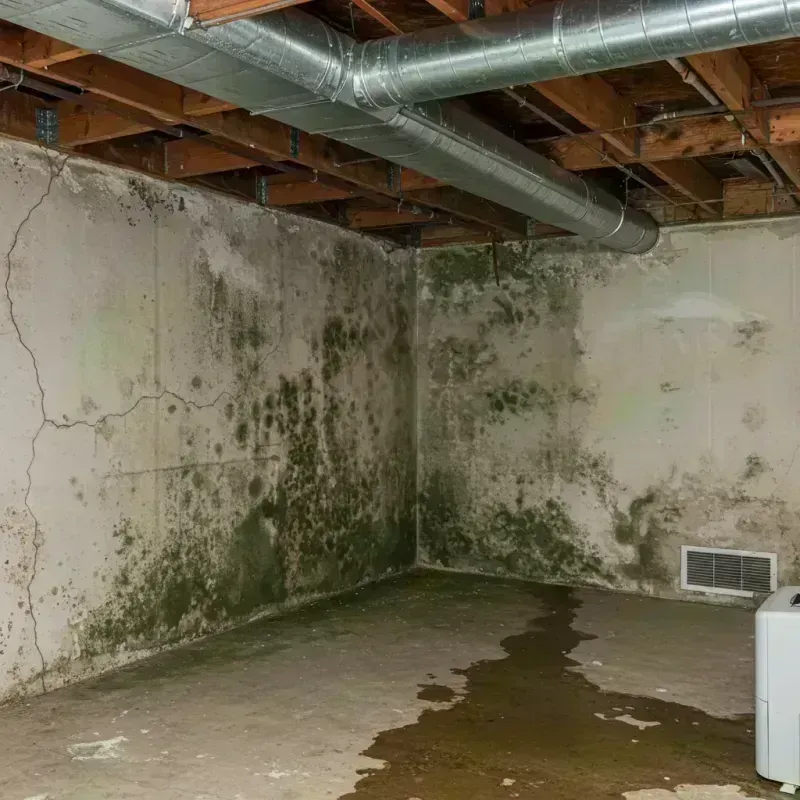 Professional Mold Removal in Carlisle, KY